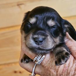 Mabel Black and cream brindle female - Brindle female Dachshund puppy in Trade, Tennessee from TN Miniature Dachshunds & Basset Hounds