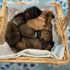 Bouvier des Flandres Puppies from Julie Smith