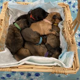 Bouvier des Flandres Puppies from Julie Smith