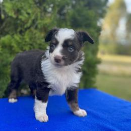Girl 1 - Red tri Toy Australian Shepherd puppy in Alabama from SBA Aussies