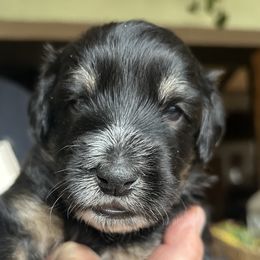 Whoodle,  Finn is 3 weeks old - Black male Whoodle puppy in Crawford, Colorado from Saddle Mountain Doodles