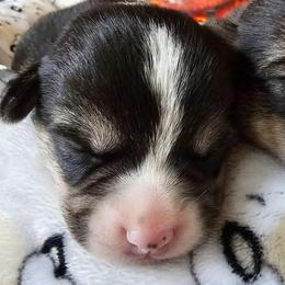 Franks - White and black male Pembroke Welsh Corgi puppy in Williams, California from Half Hitch Corgis