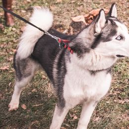 Siberian Huskies from Whispering Woods Siberians