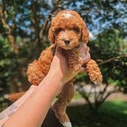 Riley - Red  female Goldendoodle puppy in Austin, Texas from Cedarcrest Goldendoodles