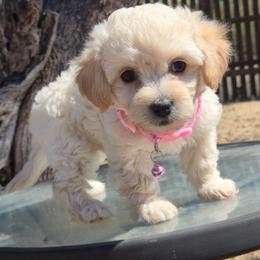 Mamma Mia - White female Maltipoo puppy in Sahuarita, Arizona from Cowgirl's Legacy Maltipoos