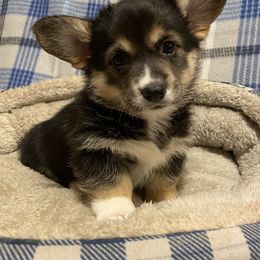 Pembroke Welsh Corgi Puppies from Walkabouts Corgis