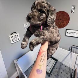 Indigo Bunting, pink - Blue merle female Aussiedoodle puppy in Grand Haven, Michigan from Happy Hippy Doodles