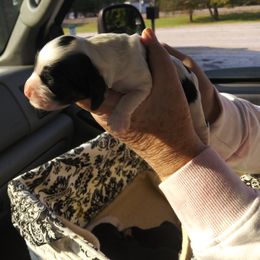 Cocker Spaniel Puppies from Hartwell Cocker Spaniel Kennel