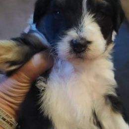 Aussiedoodle Puppies from Southern Charm Farms