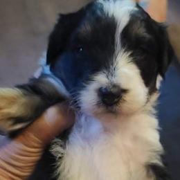 Aussiedoodle Puppies from Southern Charm Farms