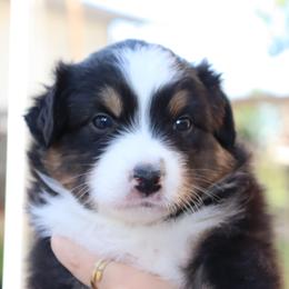 Hunter - Black tri-color male Australian Shepherd puppy in Colorado from Firestone Australian Shepherds
