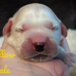 Golden Retriever Puppies from Heckmans English Cream Golden Retrievers