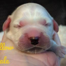 Golden Retriever Puppies from Heckmans English Cream Golden Retrievers