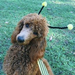 Delta  - Poodle