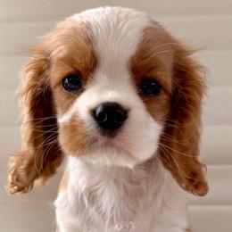 Frannie - Blenheim female Cavalier King Charles Spaniel puppy in Shepherdsville, Kentucky from Cavalierkentuckypride