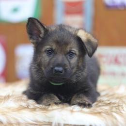 Raidho - Sable male German Shepherd puppy in Philippi, West Virginia from Vom Haus Highlands