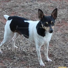 Toy Fox Terrier All Grown Up from Foxridge Farms