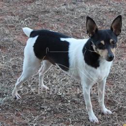 Toy Fox Terrier All Grown Up from Foxridge Farms