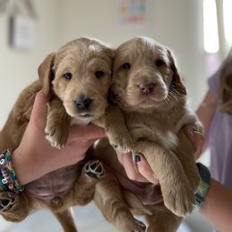 Labradoodles from Doodles By Draa