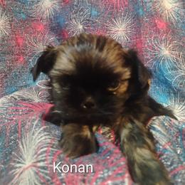 Konan - Brindle male Shih Tzu puppy in Ruffs Dale, Pennsylvania from RAM Shih Tzus Rolling Hills of PA