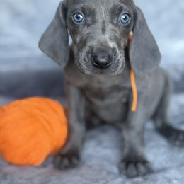 Sonny - Blue male Weimaraner puppy in Clarion, Pennsylvania from Hilltop Farms