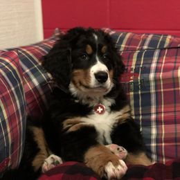 Bernese Mountain Dog Puppies from Cole Shanholtz's Bernese Mountain Dogs
