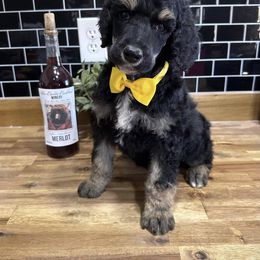 Dalmatian, Poodle, and Rhodesian Ridgeback Puppies from Ruffles, Ridges, & Spots!