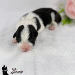 Girl 2 - Black tri-color female Australian Shepherd puppy in Jonesborough, Tennessee from Lotus Australian Shepherds