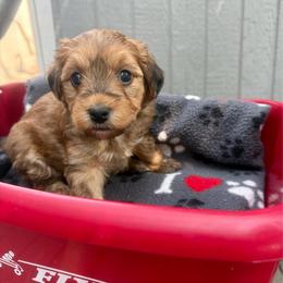 Rocky - Tri-color male Yorkipoo puppy in Walla Walla, Washington from Linda Sherman