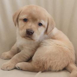 Snowball - Yellow female Labrador Retriever puppy in Camden, Indiana from Camden's Caring Canines