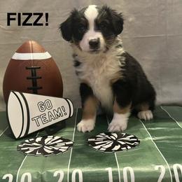 Fizz - Black tri female Miniature American Shepherd puppy in Rochelle, Illinois from Countryside Kennels and Aussies