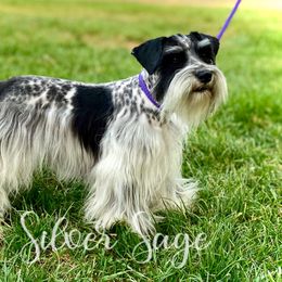 Paisley  - Miniature Schnauzer