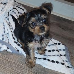 Max - Blue and gold male Yorkshire Terrier puppy in Lakeland, Florida from You Me & The Yorkies