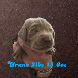 Crane - Silver male Dilute Retriever puppy in Sidney, Nebraska from Nebraska Strong Labradors