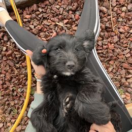 Assorted Doodle Crosses Puppies from Golden Mountain Doodles