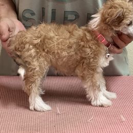 Glynis - Apricot Chinese Crested puppy in Sparks, Nevada from Nesheto Chinese Cresteds