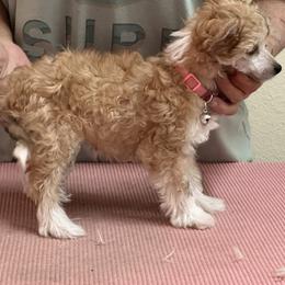 Glynis - Apricot Chinese Crested puppy in Sparks, Nevada from Nesheto Chinese Cresteds