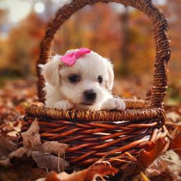 Companion Cross, Maltese, and Maltipoo Puppies from Seeking Shalom Acres Maltese, Maltipoos & Havamalts