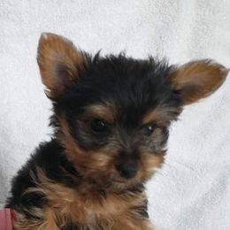 Yorkshire Terriers from Houp House Yorkies