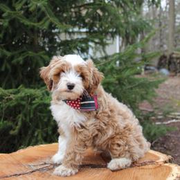 Finn - Blenheim male Cavapoo puppy in Spencerville, Indiana from Cavapoo Corner