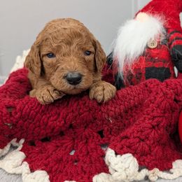 Sneezy - Red  male Poodle puppy in Mongomery, Texas from Celestial Jewels Poodles