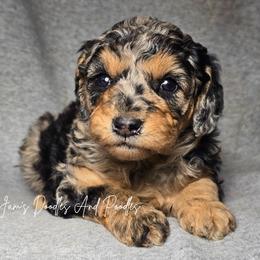Varang - Blue merle female Aussiedoodle puppy in Cleveland, Georgia from Jam's Doodles And Poodles
