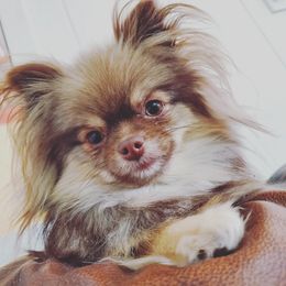 Sassy - Pomeranian