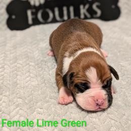 Lime green collar - Fawn female Boxer puppy in Mount Zion, Illinois from Foulk's Boxer Puppies