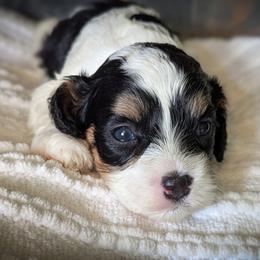 Tri Color Boy-2 - Tri-color male Cavapoo puppy in San Diego, California from WW Cavapoos