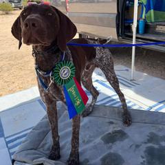 "Otis- A litter: Wild bird hunting, shed hunting, dock diving " German Shorthaired Pointer All Grown Up from Kuhl Palmer Kennels