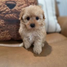 Penny - female Cavapoochon puppy in Bullard, Texas from Cavapoochon Central LLC