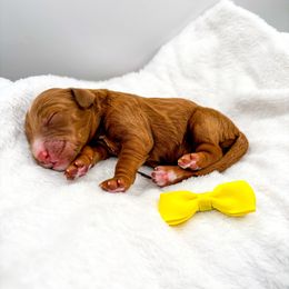 Sabrina red - Red  female Goldendoodle puppy in Lewisville, Texas from Zink Doodles