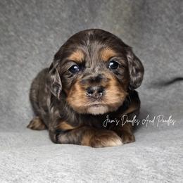 Ronal - Merle female Cockapoo puppy in Cleveland, Georgia from Jam's Doodles And Poodles