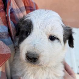Victor- black - Badger male Colorado Mountain Dog puppy in Cotopaxi, Colorado from Once Upon A Moose (OUM)